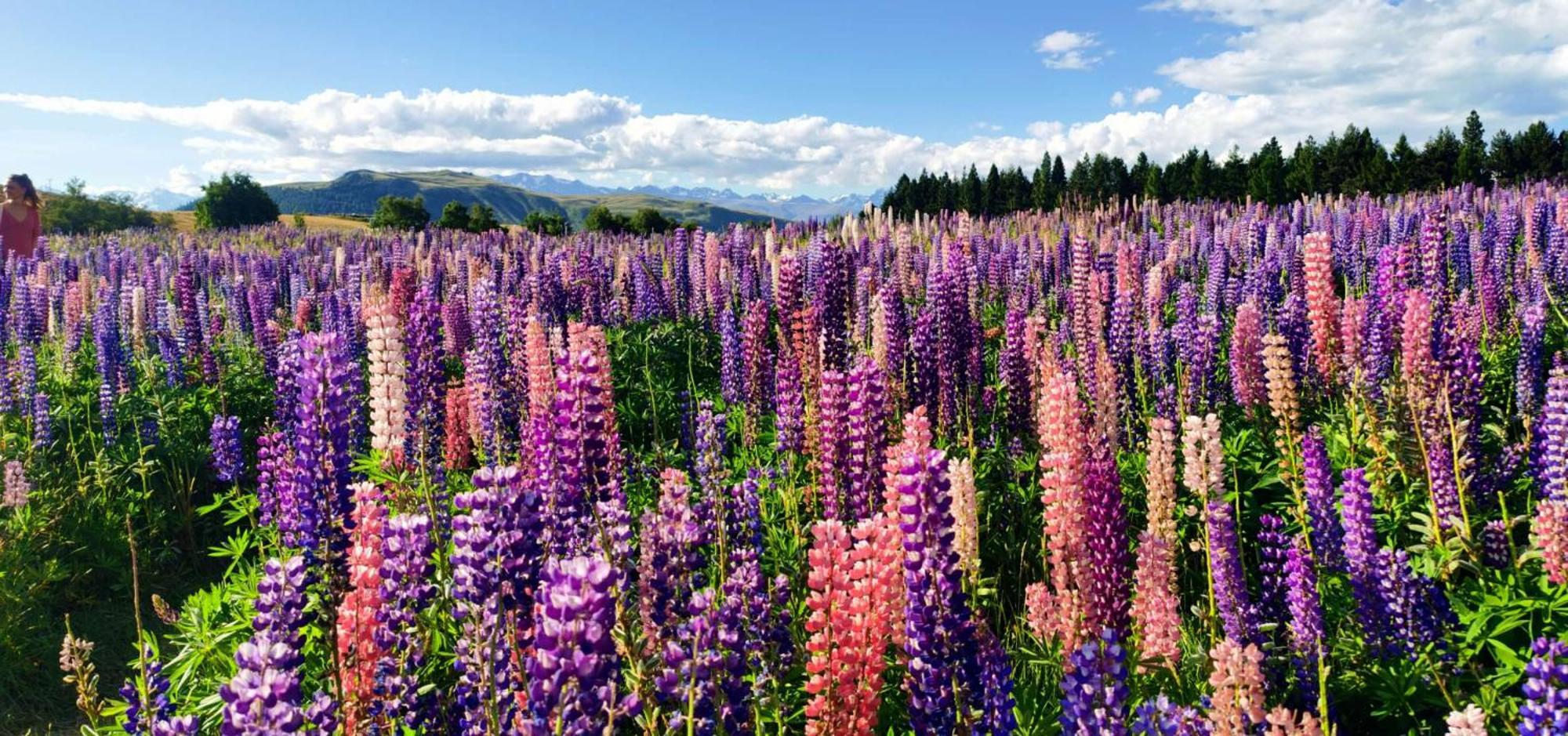 37 Galaxy A Lejlighed Lake Tekapo Eksteriør billede