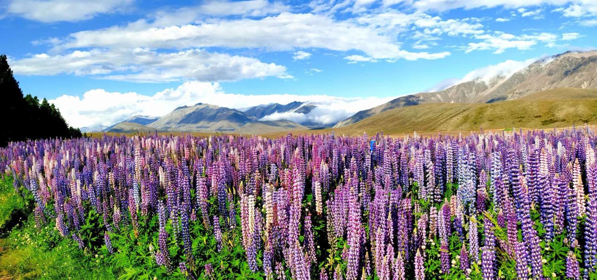 37 Galaxy A Lejlighed Lake Tekapo Eksteriør billede